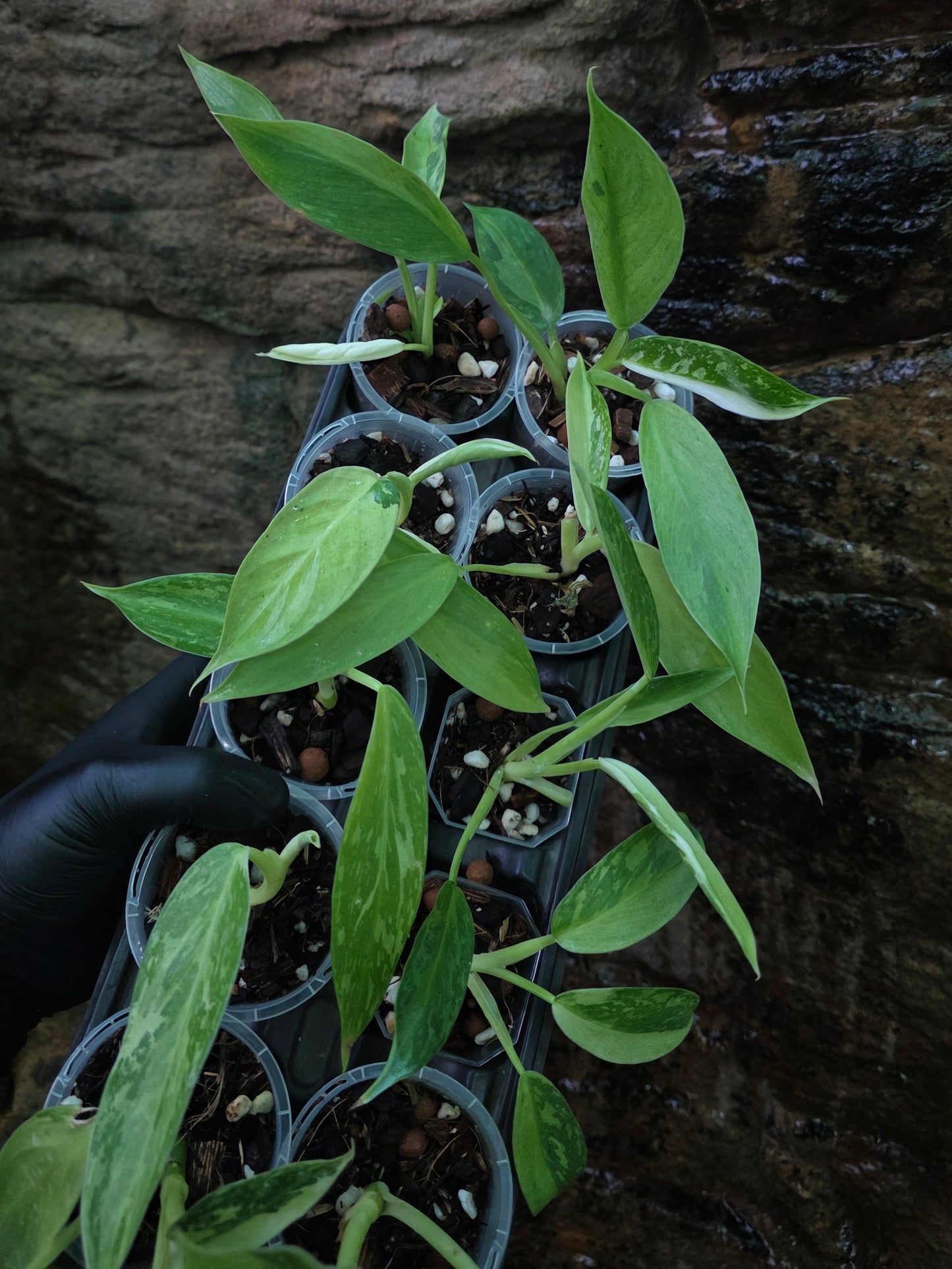 Philodendron Jose buono