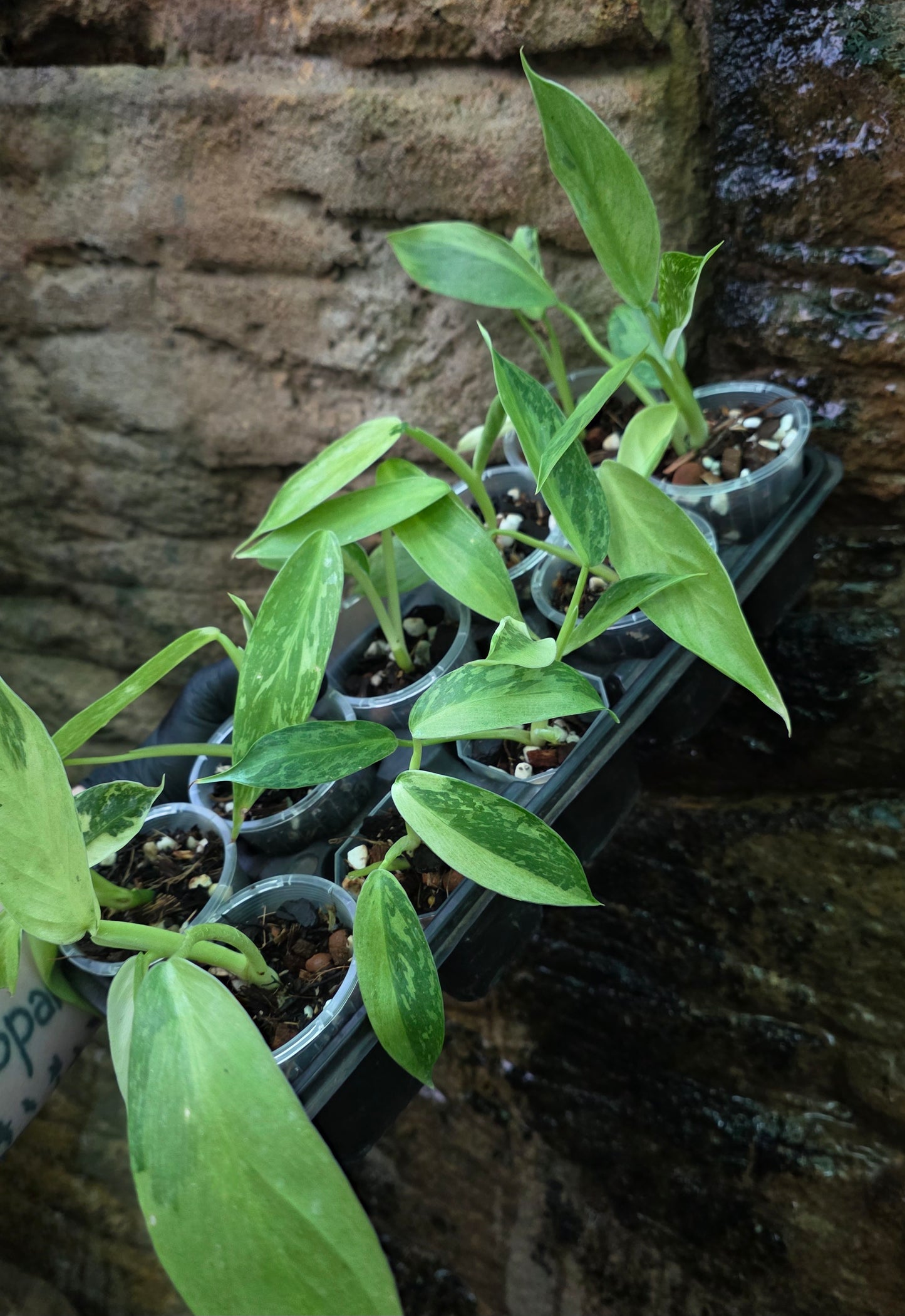 Philodendron Jose buono