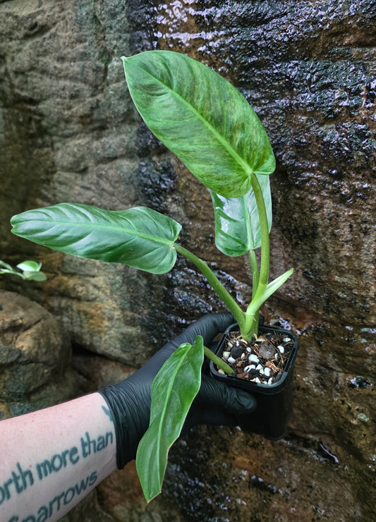Variegated Philodendron Subhastatum