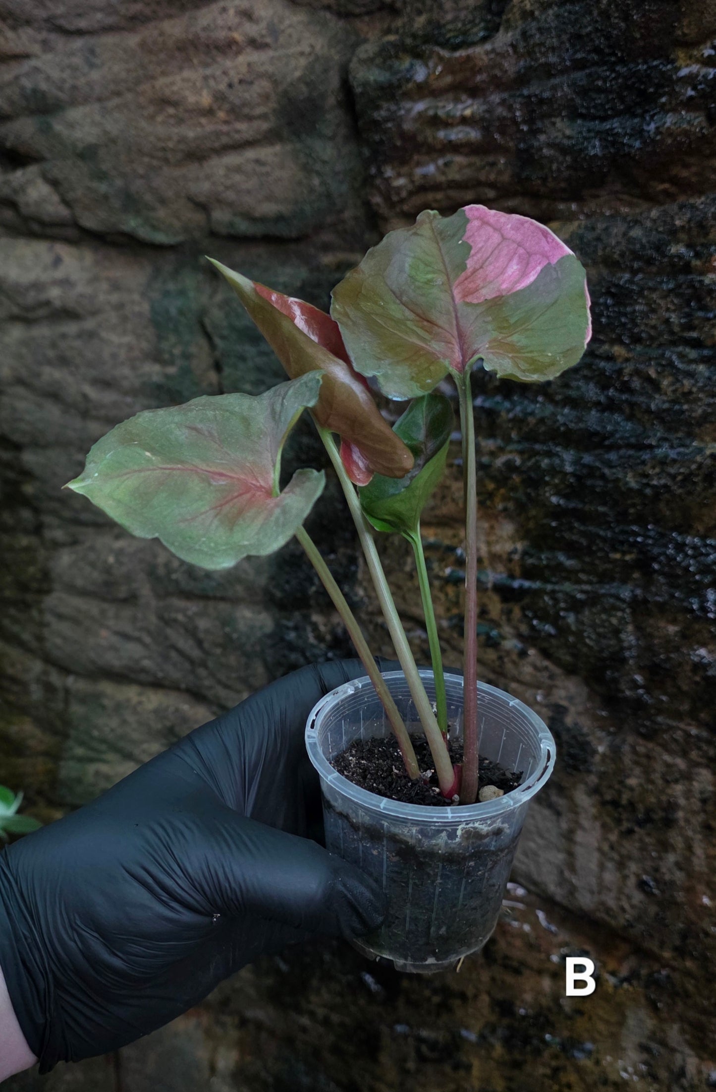 Syngonium Strawberry Ice 🍓 🧊