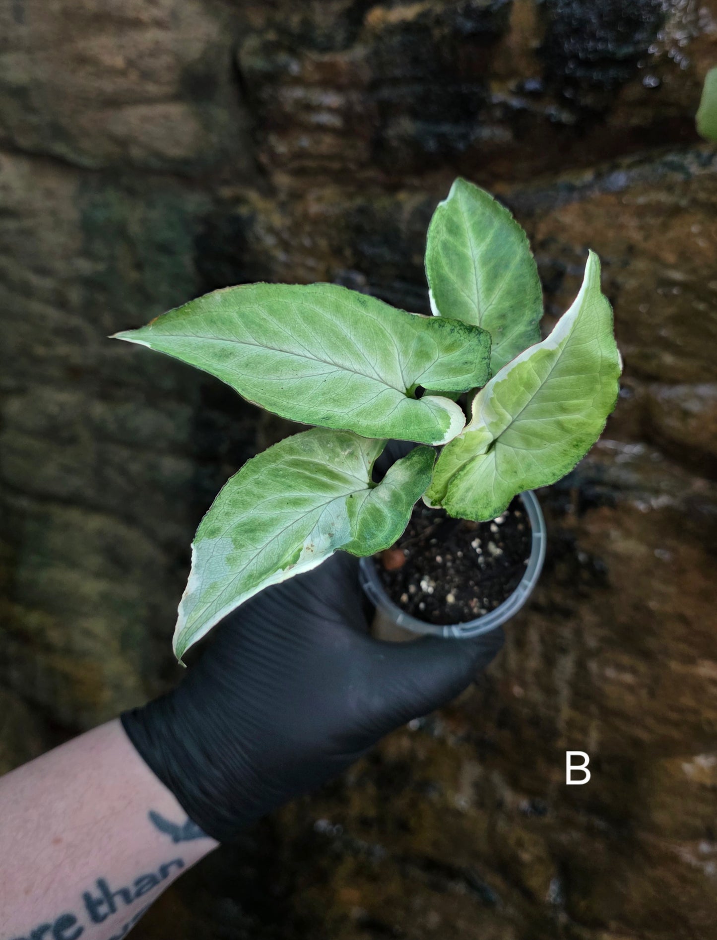 Syngonium zebrina