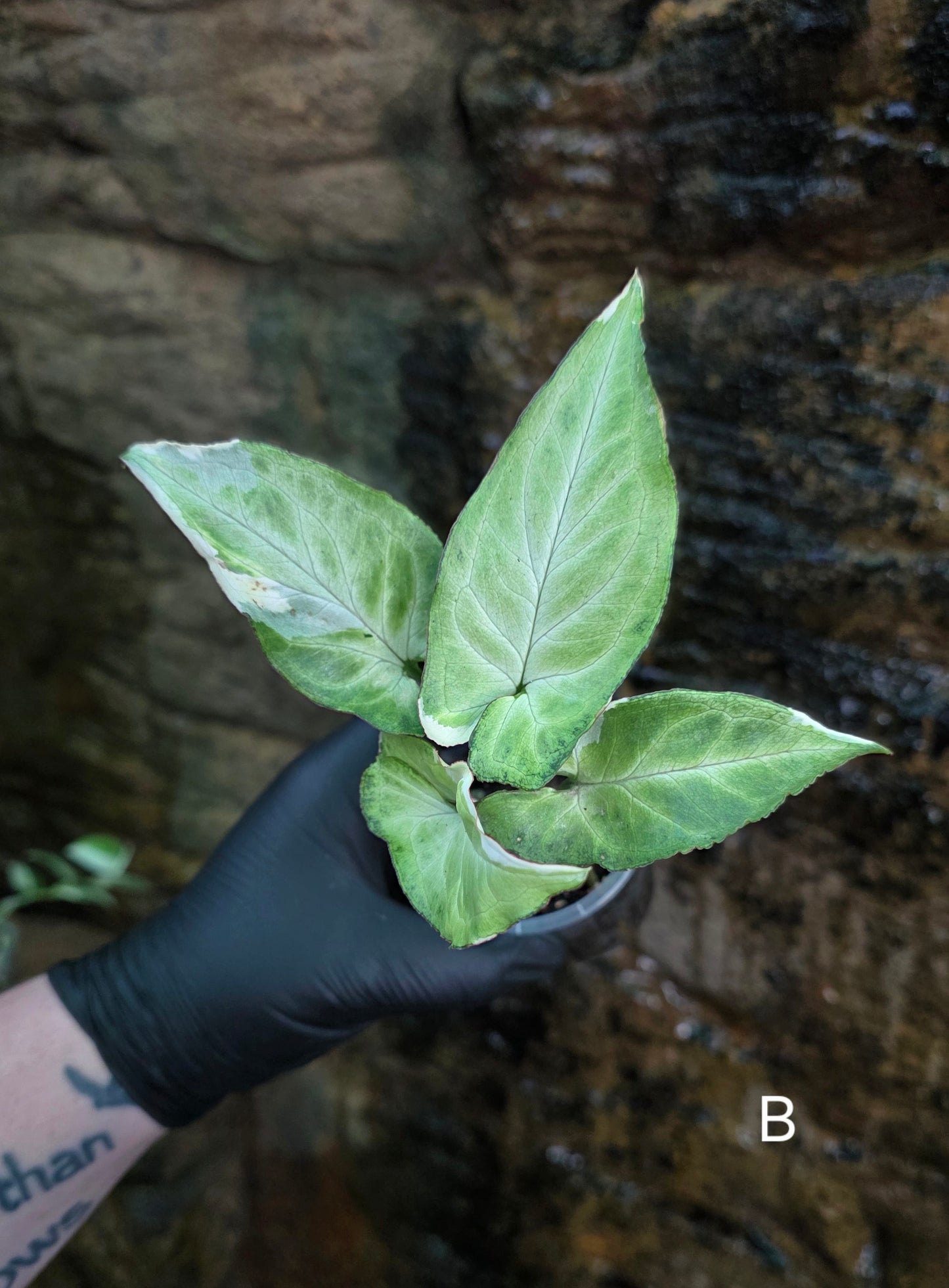 Syngonium zebrina