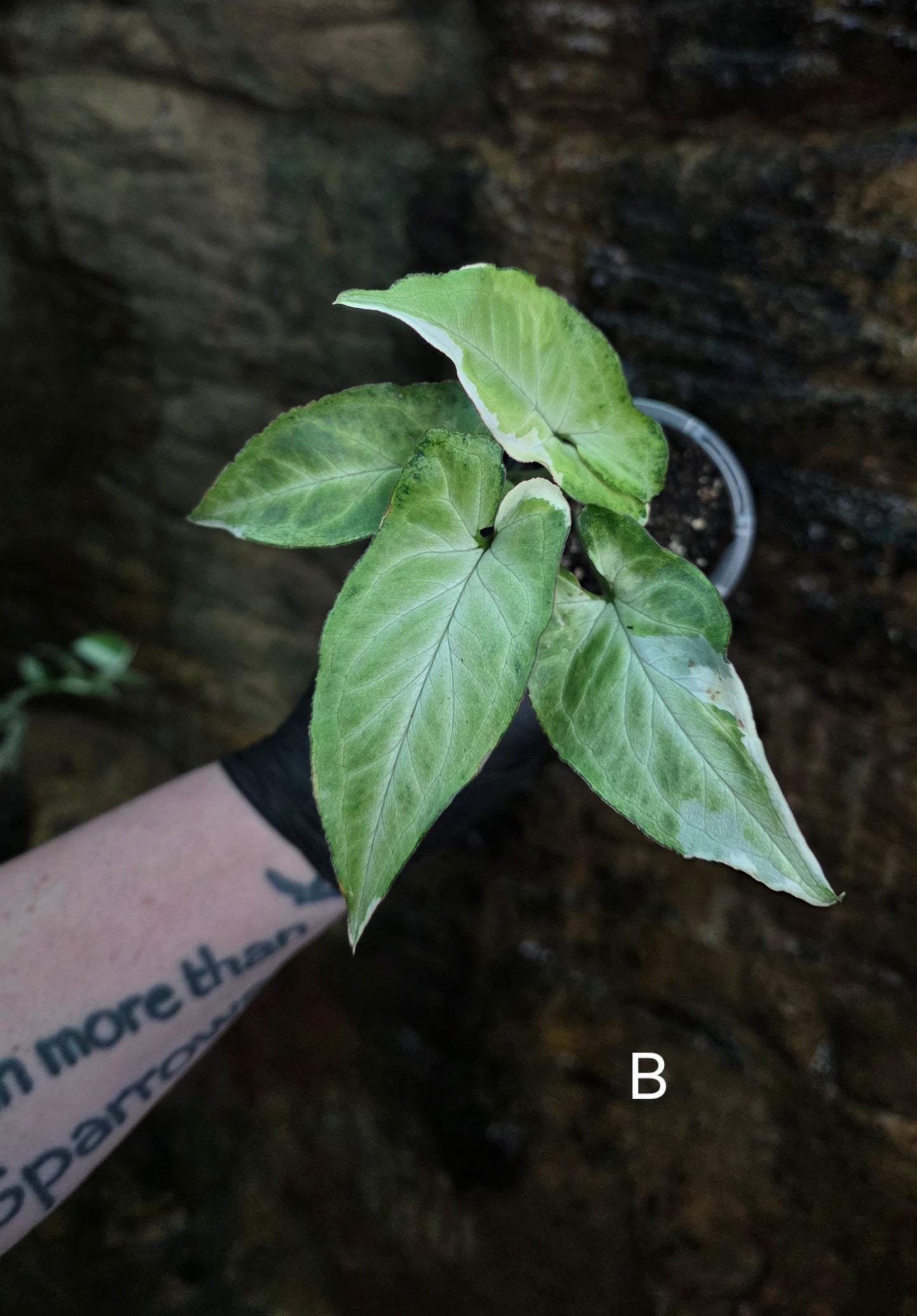 Syngonium zebrina
