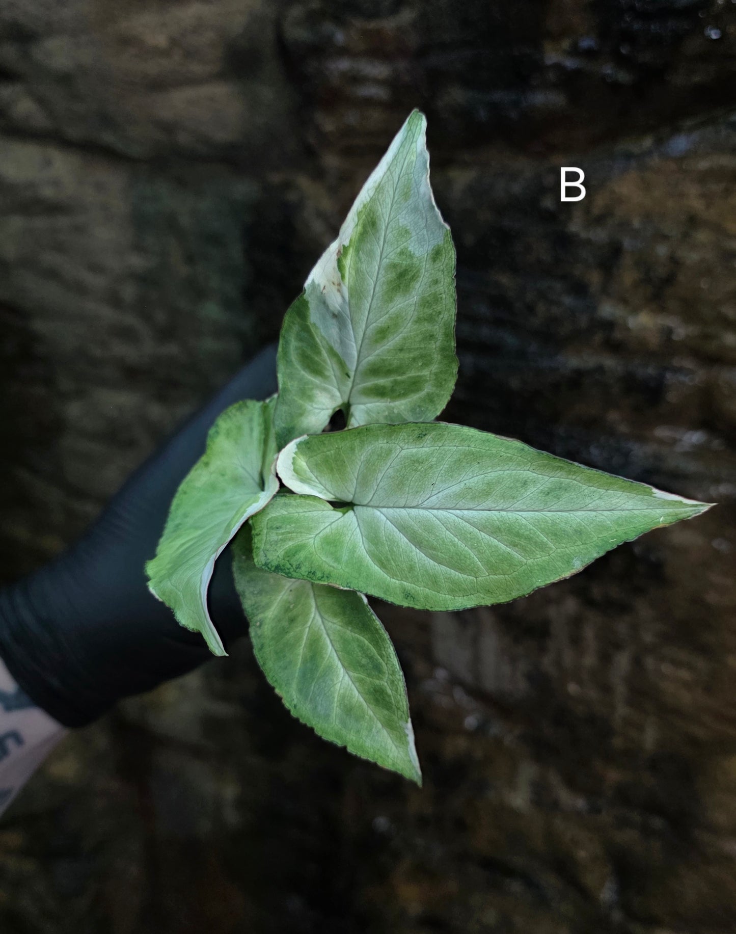 Syngonium zebrina