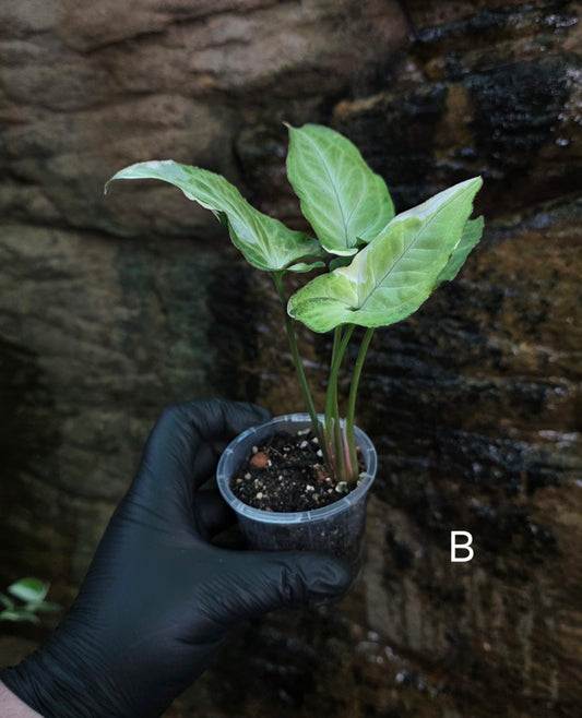 Syngonium zebrina
