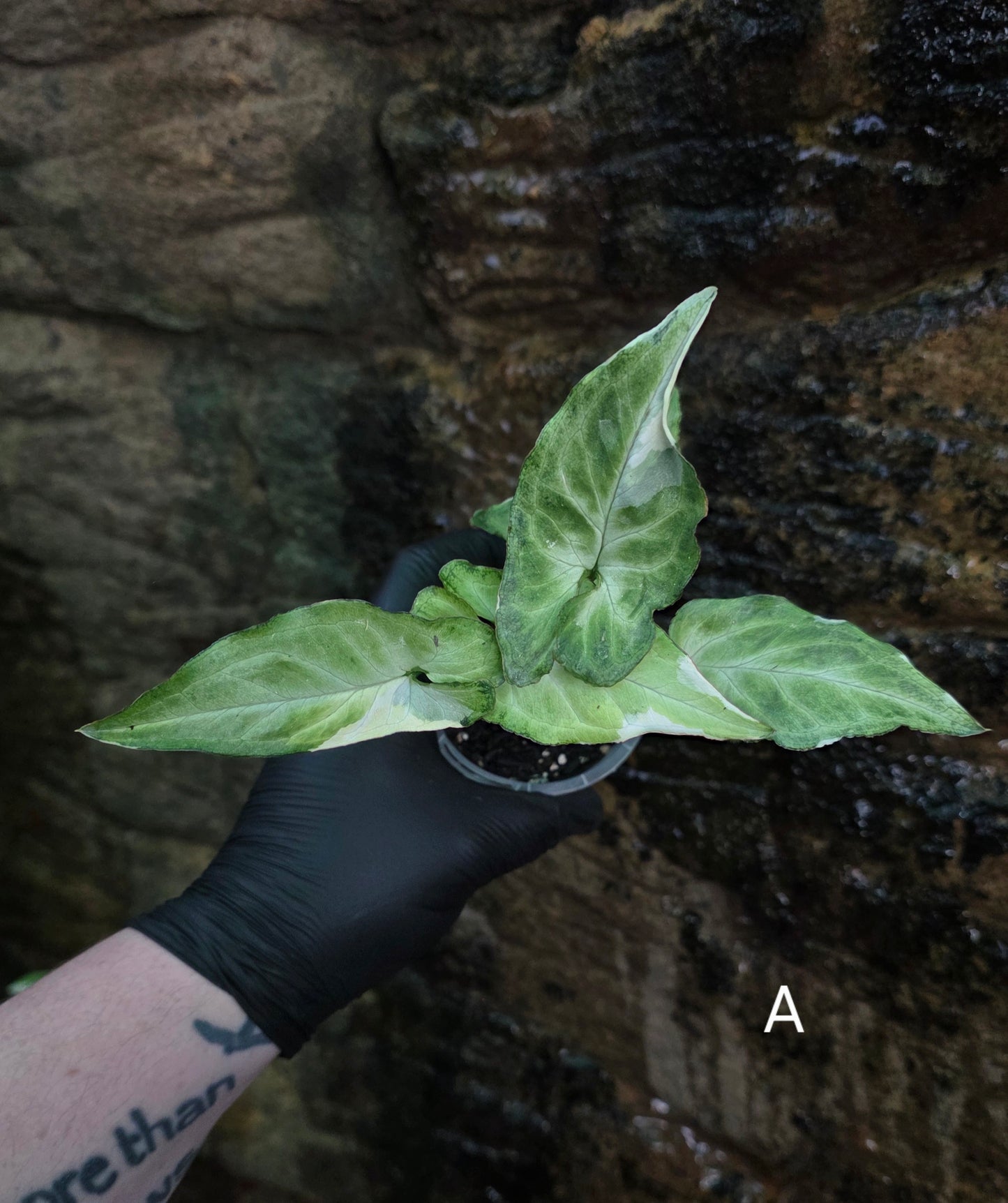 Syngonium zebrina