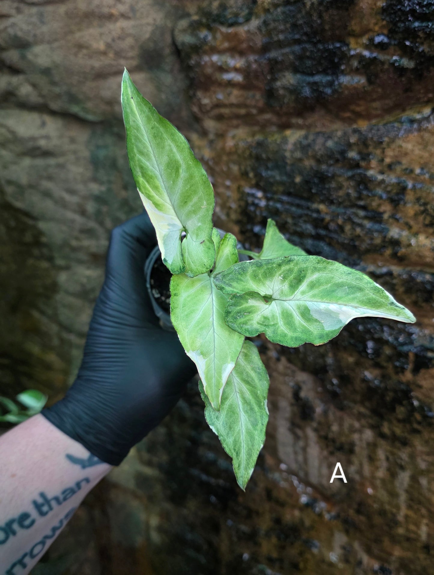 Syngonium zebrina