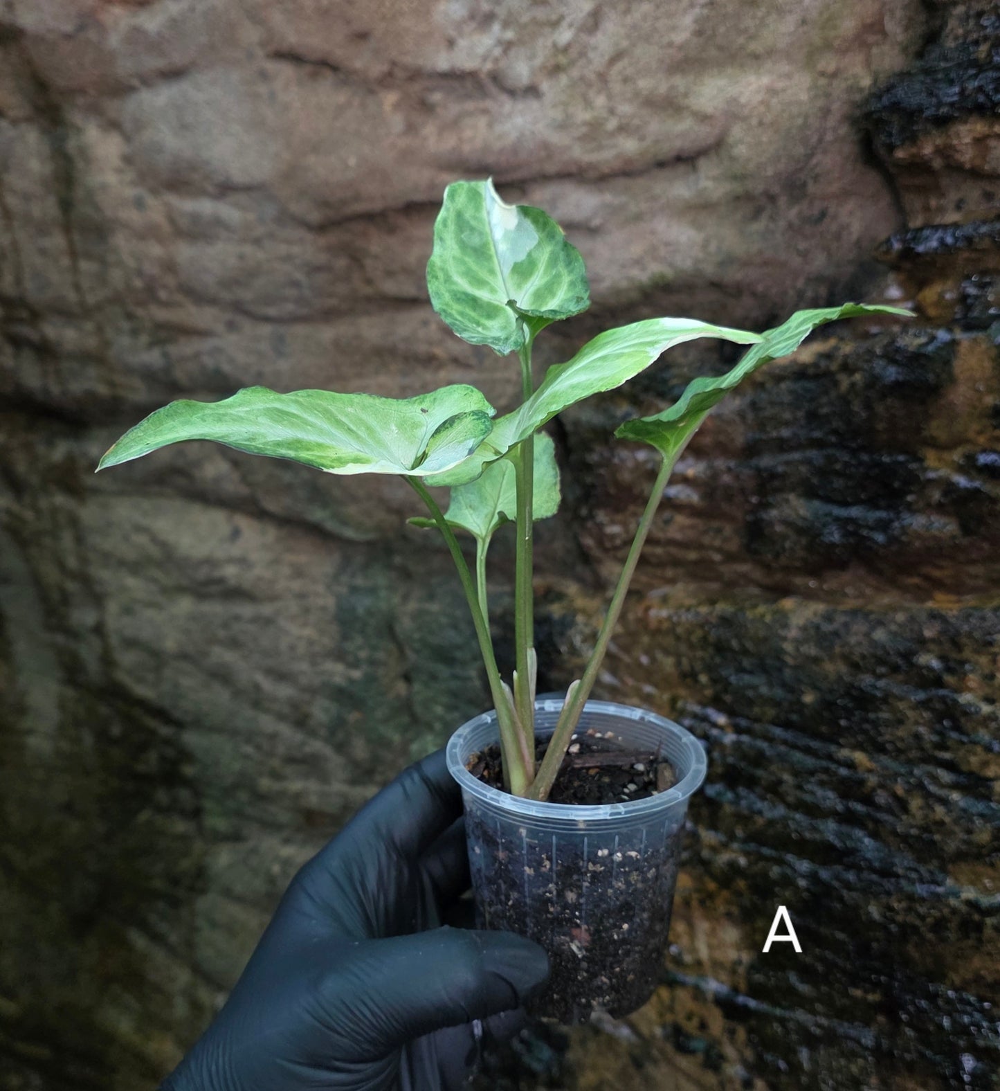 Syngonium zebrina