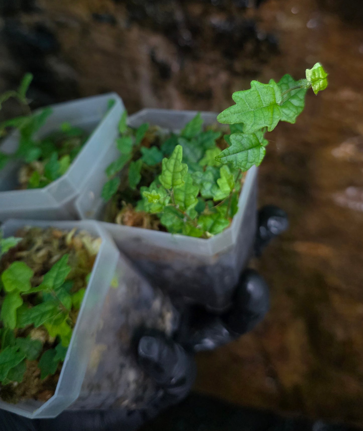 String of frogs / Ficus pumila " Quercifolia "