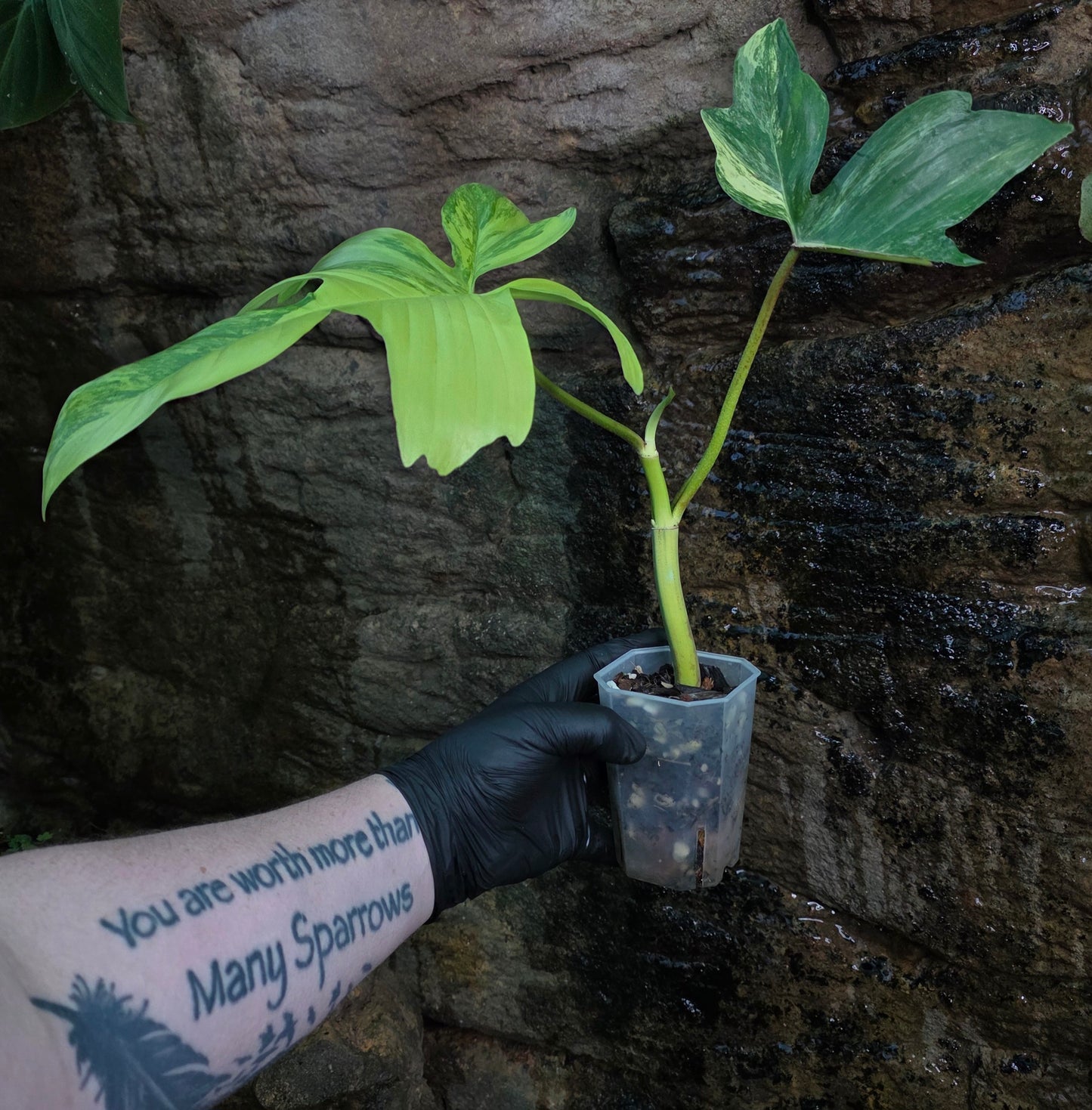 Philodendron Florida Beauty