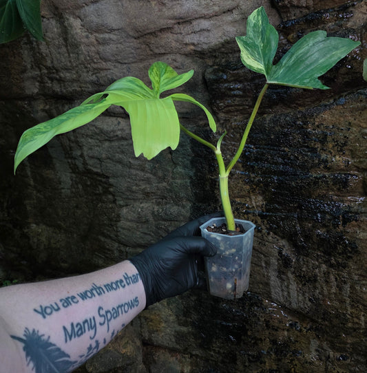 Philodendron Florida Beauty