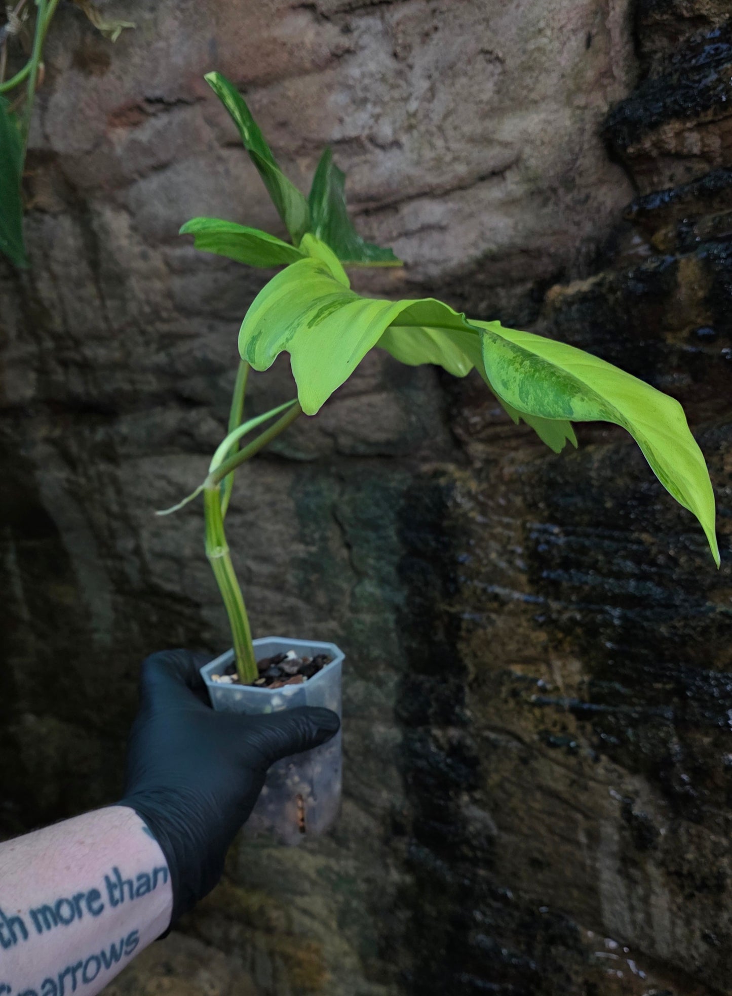 Philodendron Florida Beauty