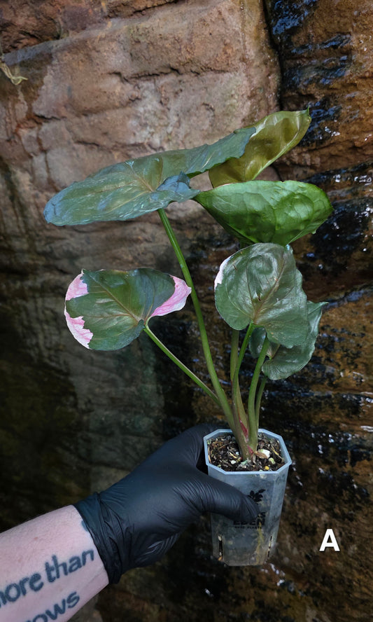 Syngonium Strawberry Ice 🍓 🧊