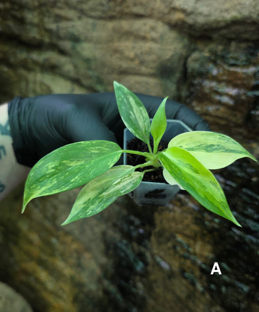 NEW HYBRID* Philodendron Florida Beauty x Squamferium