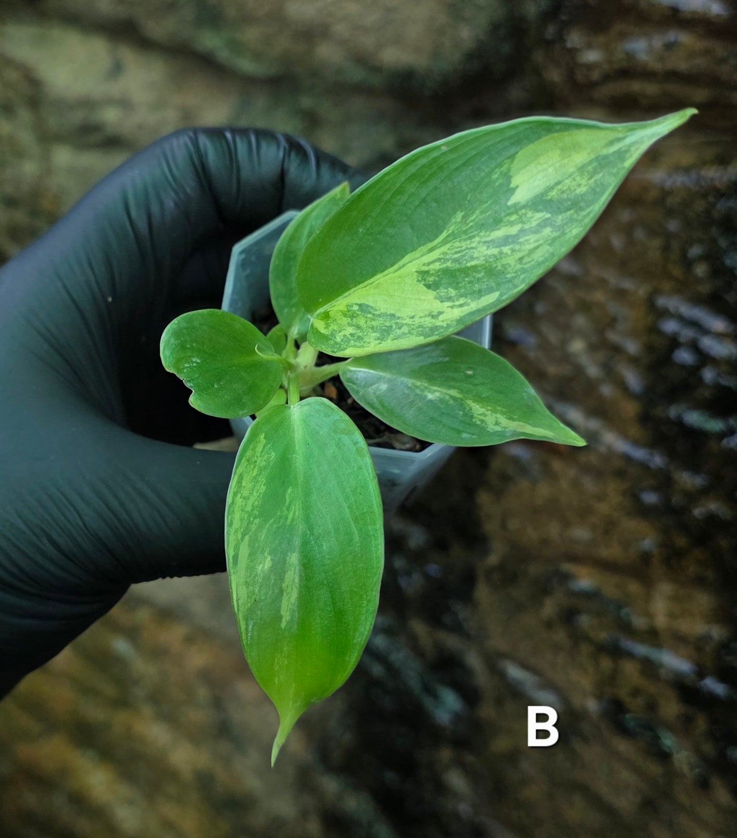 NEW HYBRID* Philodendron Florida Beauty x Squamferium