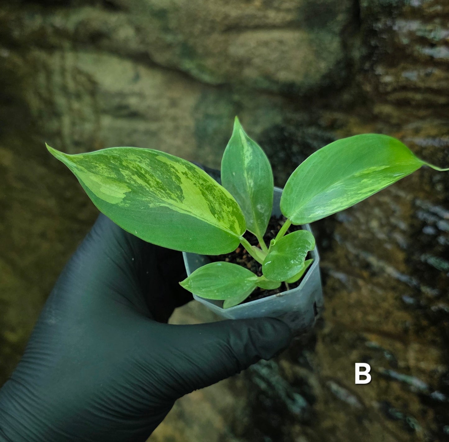 NEW HYBRID* Philodendron Florida Beauty x Squamferium