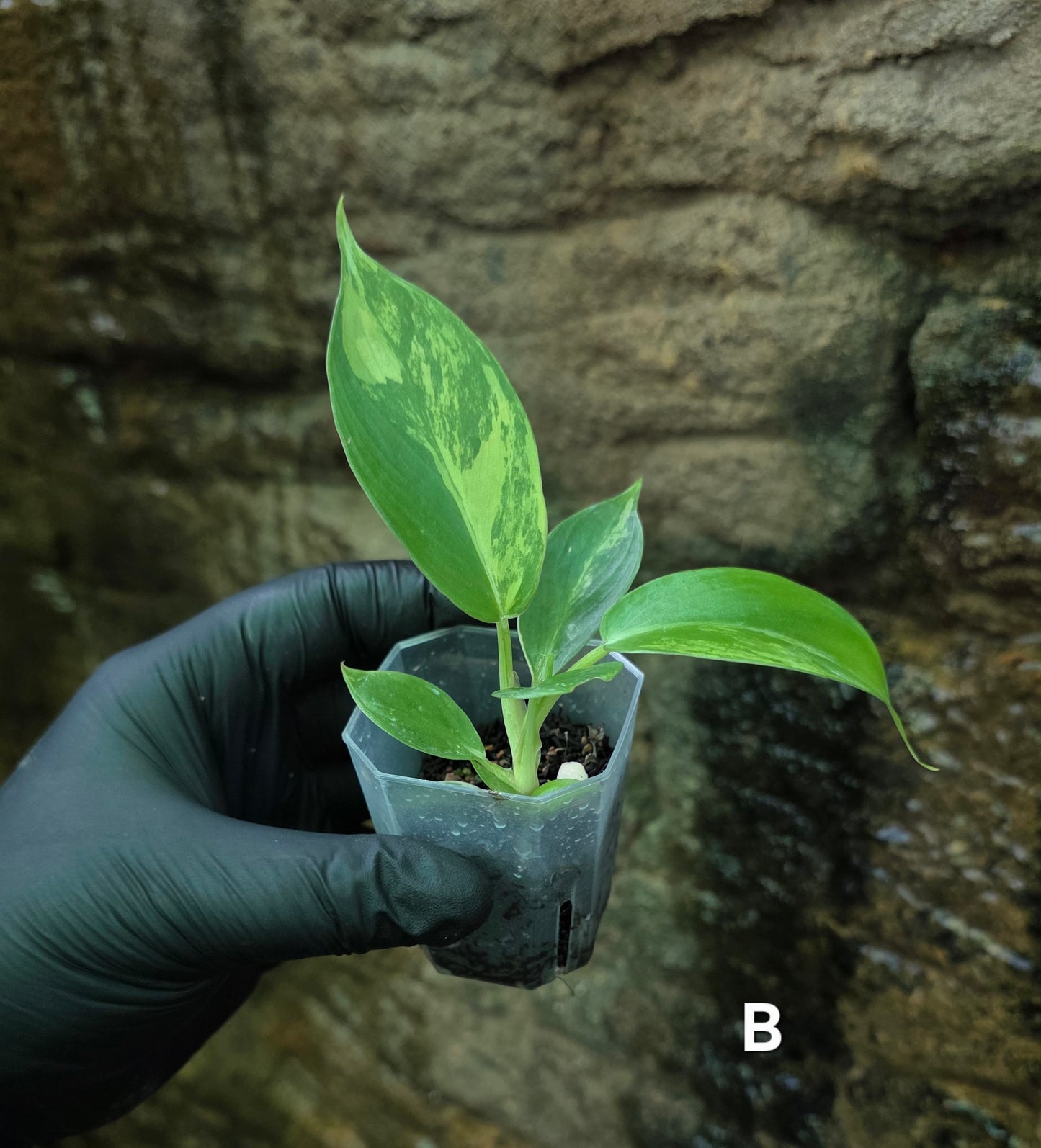 NEW HYBRID* Philodendron Florida Beauty x Squamferium