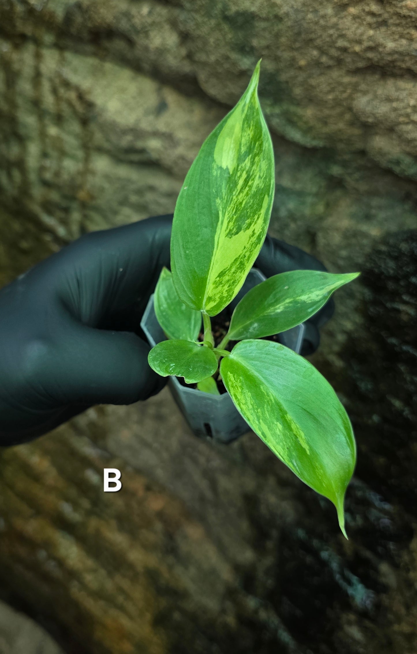 NEW HYBRID* Philodendron Florida Beauty x Squamferium