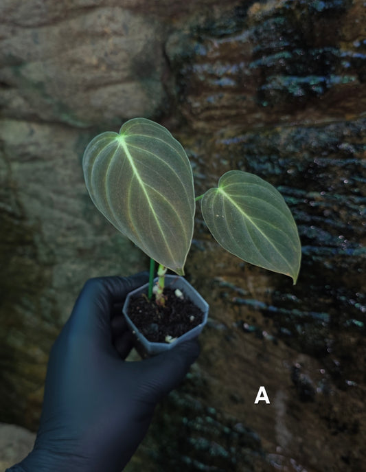 NEW HYBRID* Philodendron Splendid x Gloriosum