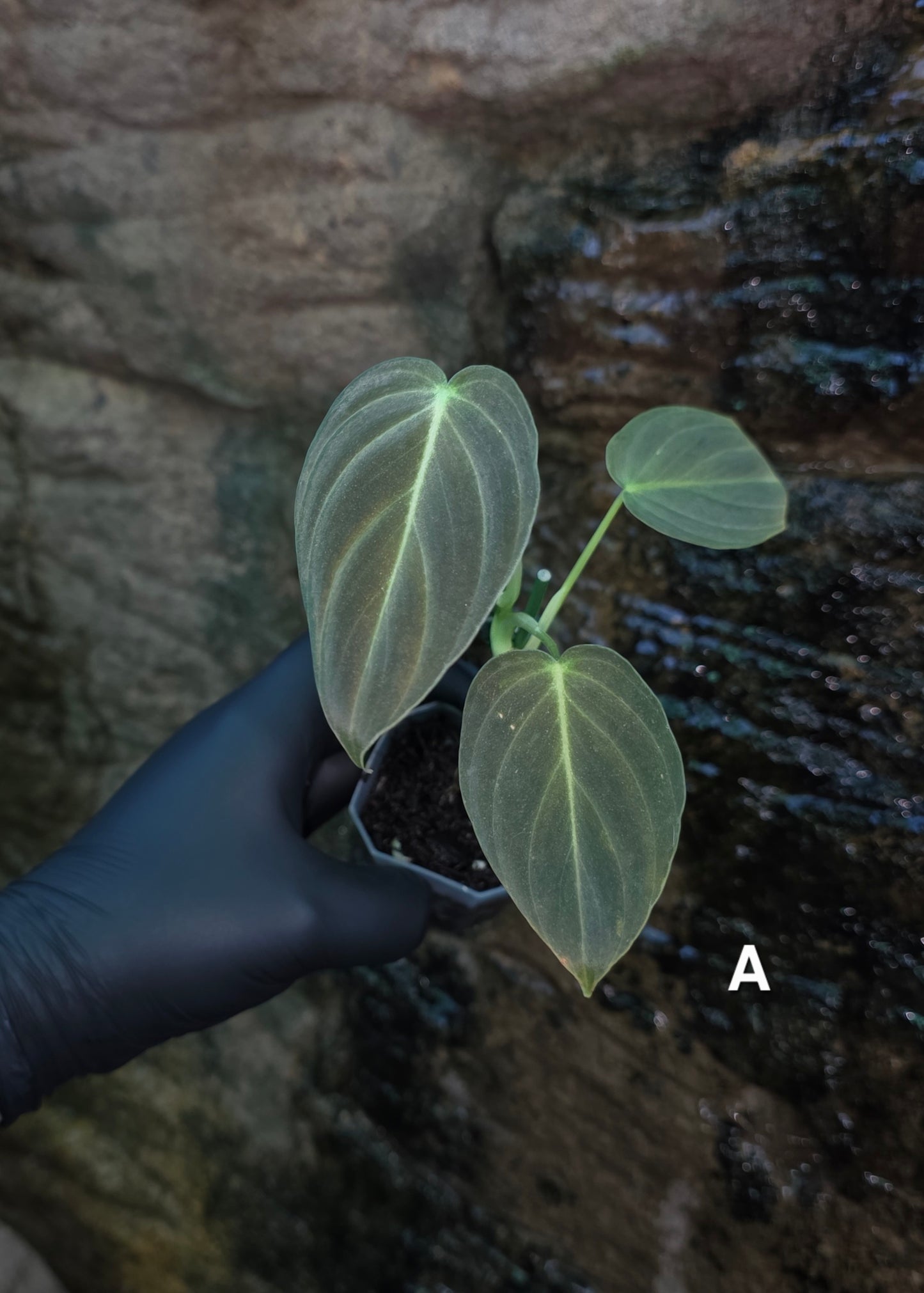 NEW HYBRID* Philodendron Splendid x Gloriosum