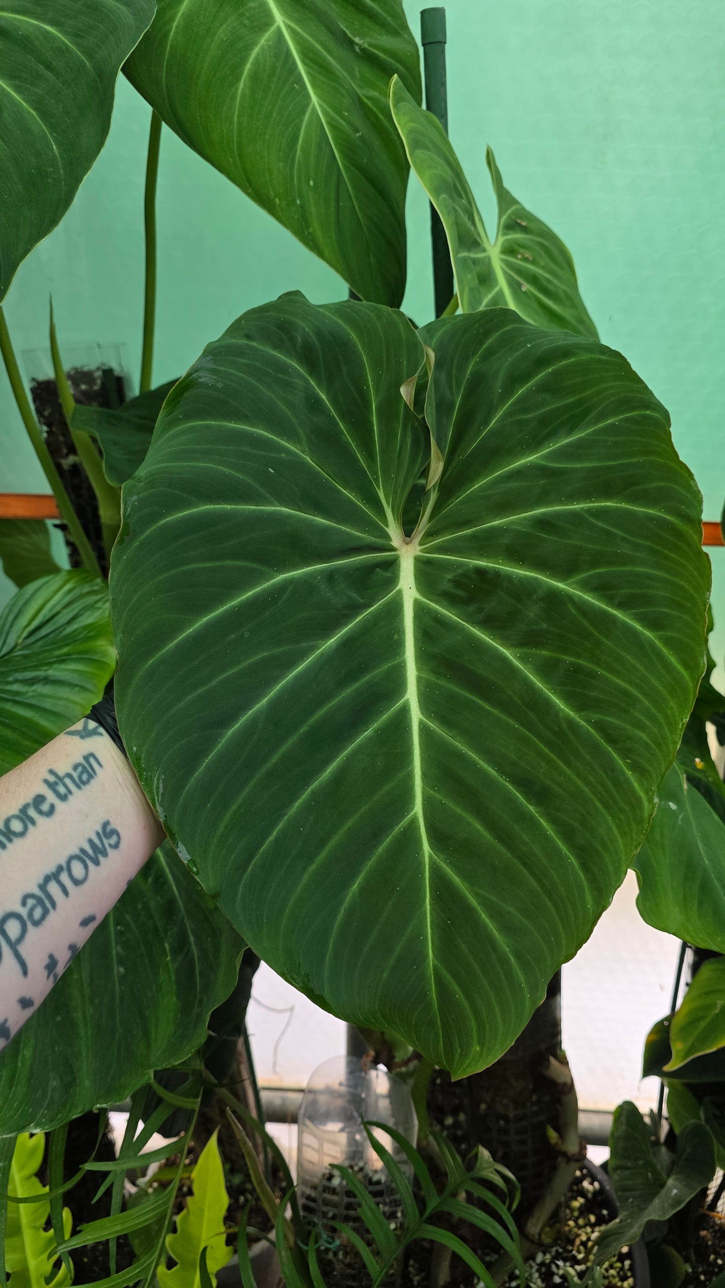 Philodendron Gloriosum x Verrucosum " Zeus "