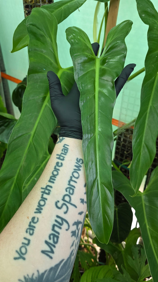 Philodendron Hastatum Green Form