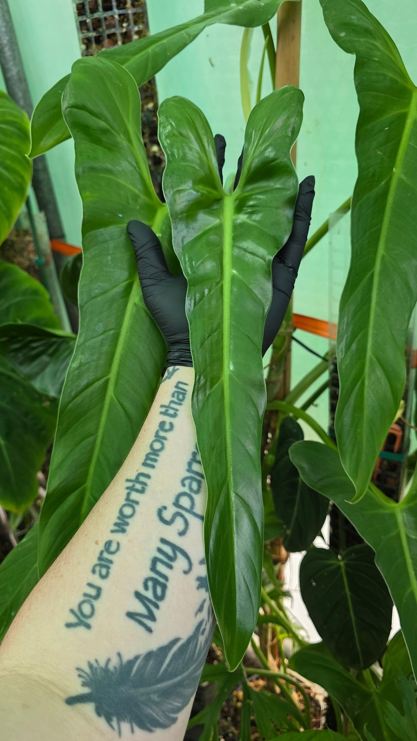 Philodendron Hastatum Green Form