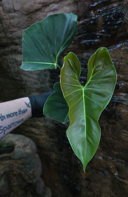 Philodendron Lupinum XLarge