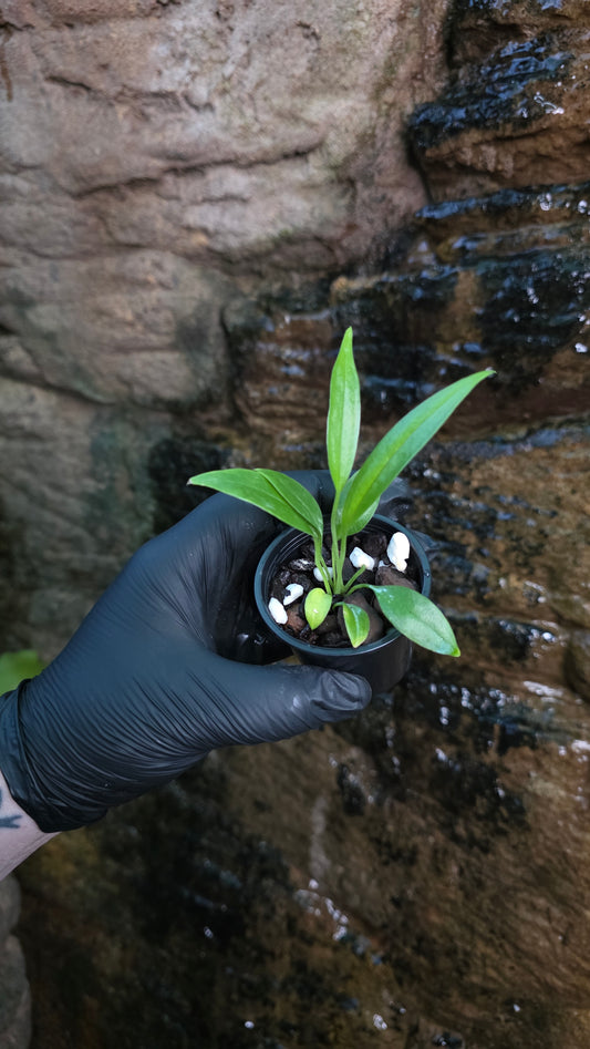 Anthurium bakerii