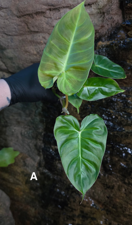 **Choose your own** Philodendron Verrucosum x Billietiae ( Billicosum )