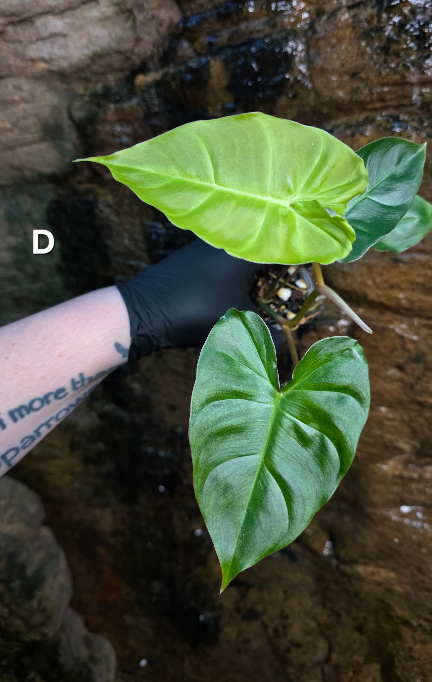 **Choose your own** Philodendron Verrucosum x Billietiae ( Billicosum )
