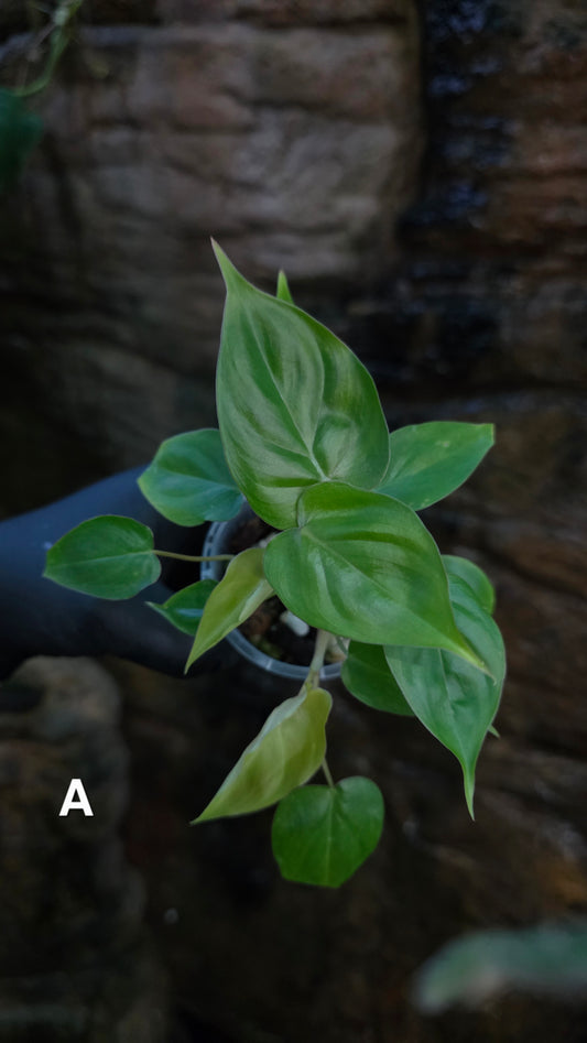 Philodendron Batch I.d " Billicosum " (Verrucosum x Billietiae) MULTIPLANTED