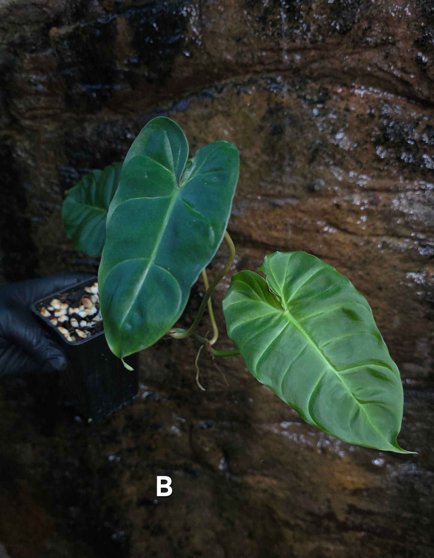 Philodendron Batch I.d " Billicosum " (Verrucosum x Billietiae) EXTRA LARGE
