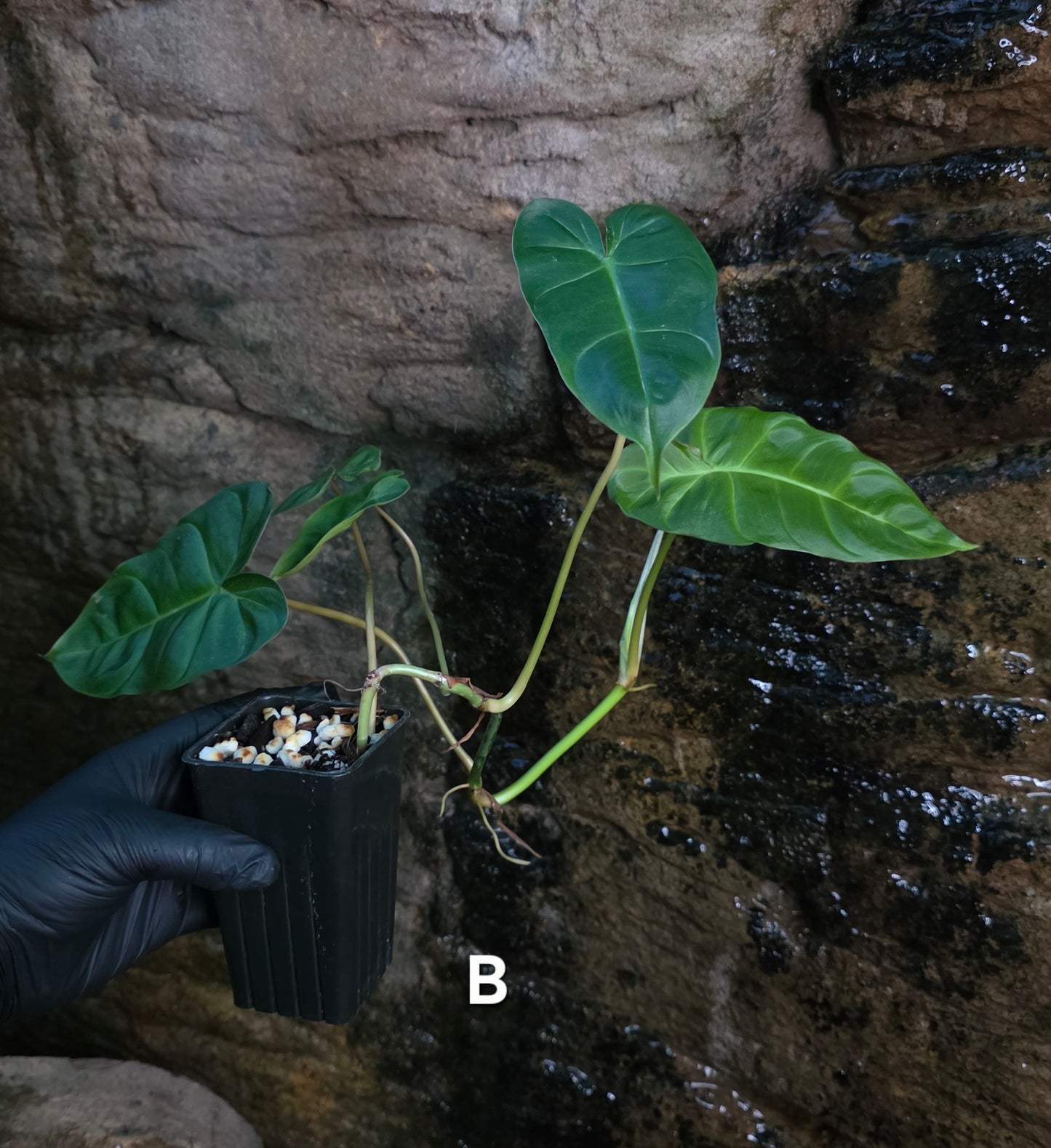 Philodendron Batch I.d " Billicosum " (Verrucosum x Billietiae) EXTRA LARGE