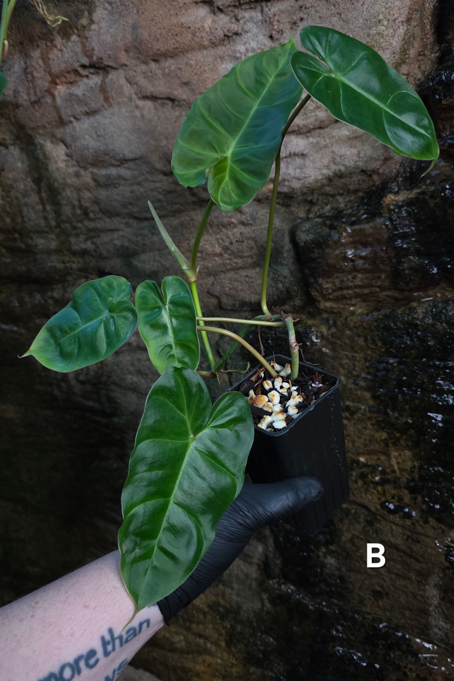 Philodendron Batch I.d " Billicosum " (Verrucosum x Billietiae) EXTRA LARGE