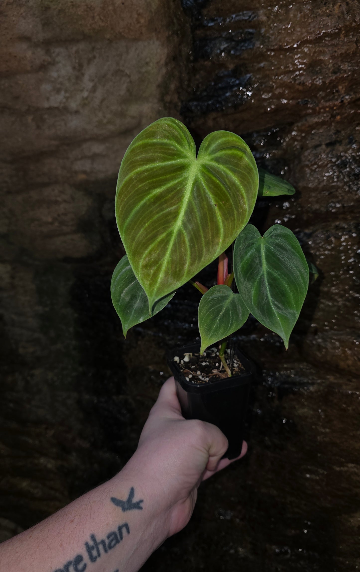 Philodendron Rubrijuvenile ( el choco ) LARGE