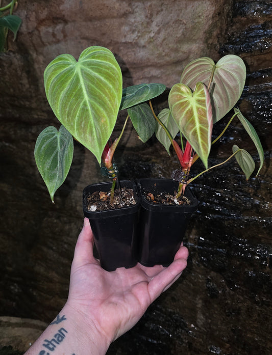 Philodendron Rubrijuvenile ( el choco ) LARGE