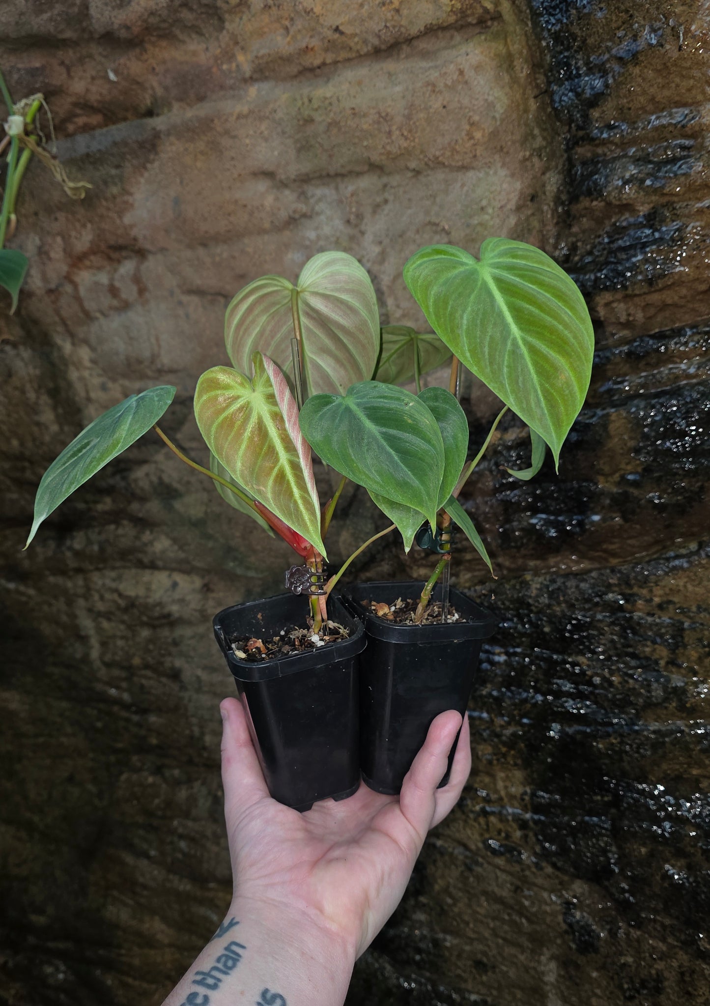 Philodendron Rubrijuvenile ( el choco ) LARGE