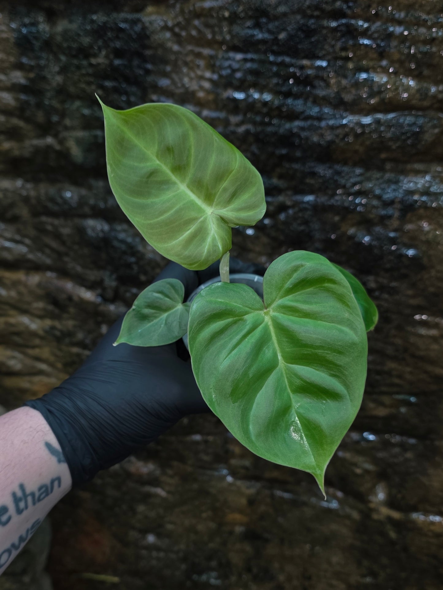 GROWER SELECT SEEDLING, Philodendron Batch I.d " Billicosum " (Verrucosum x Billietiae)