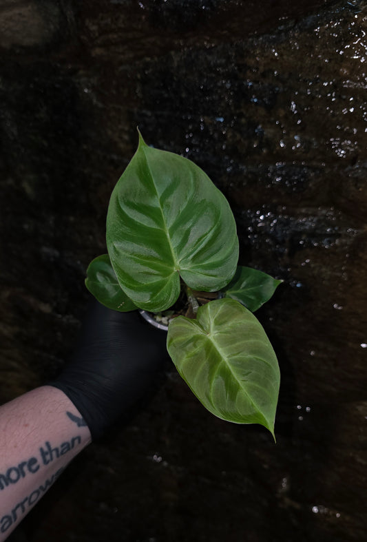 GROWER SELECT SEEDLING, Philodendron Batch I.d " Billicosum " (Verrucosum x Billietiae)