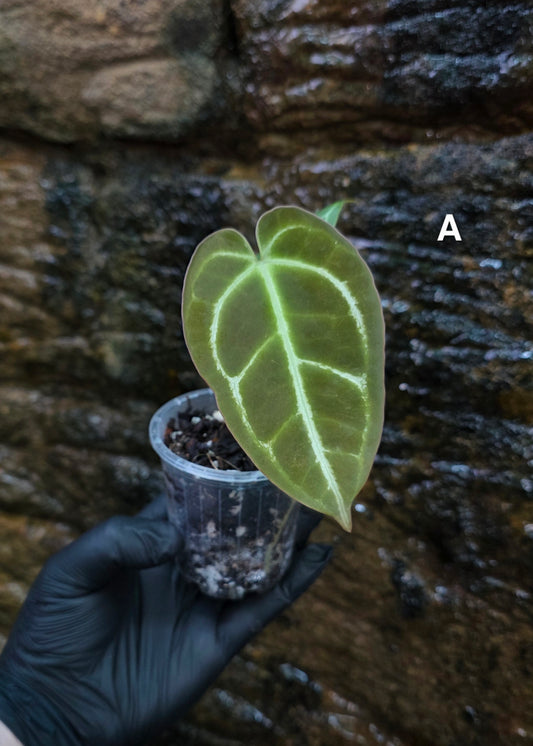 Anthurium Crystallinum hybrids