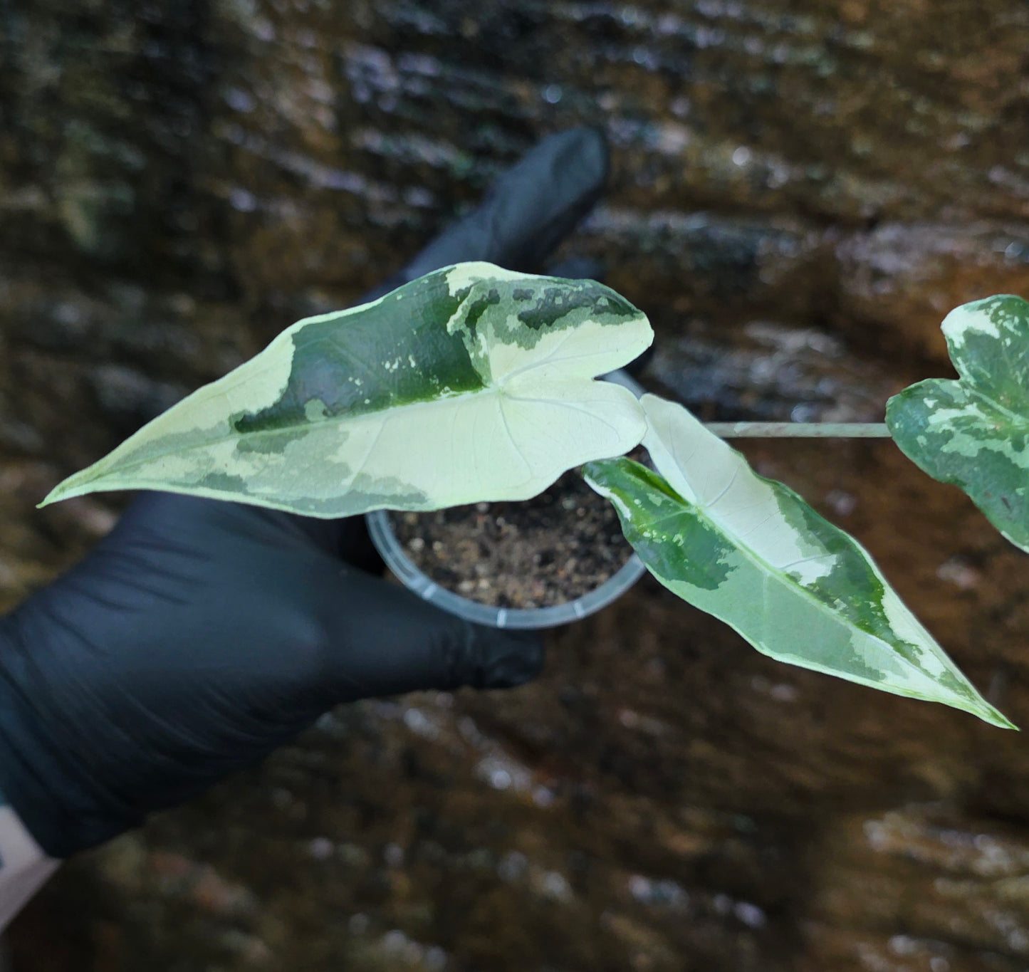 Variegated Alocasia Sarian