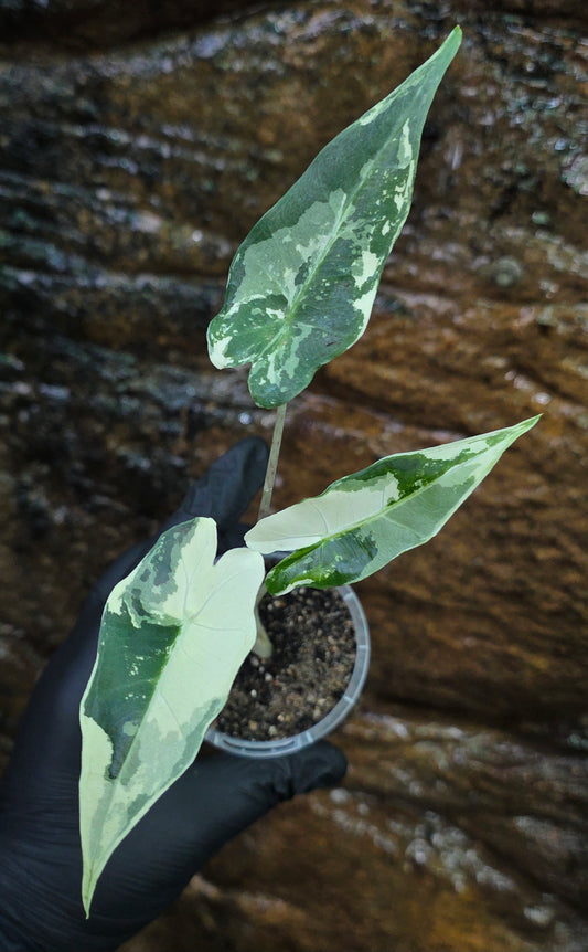 Variegated Alocasia Sarian