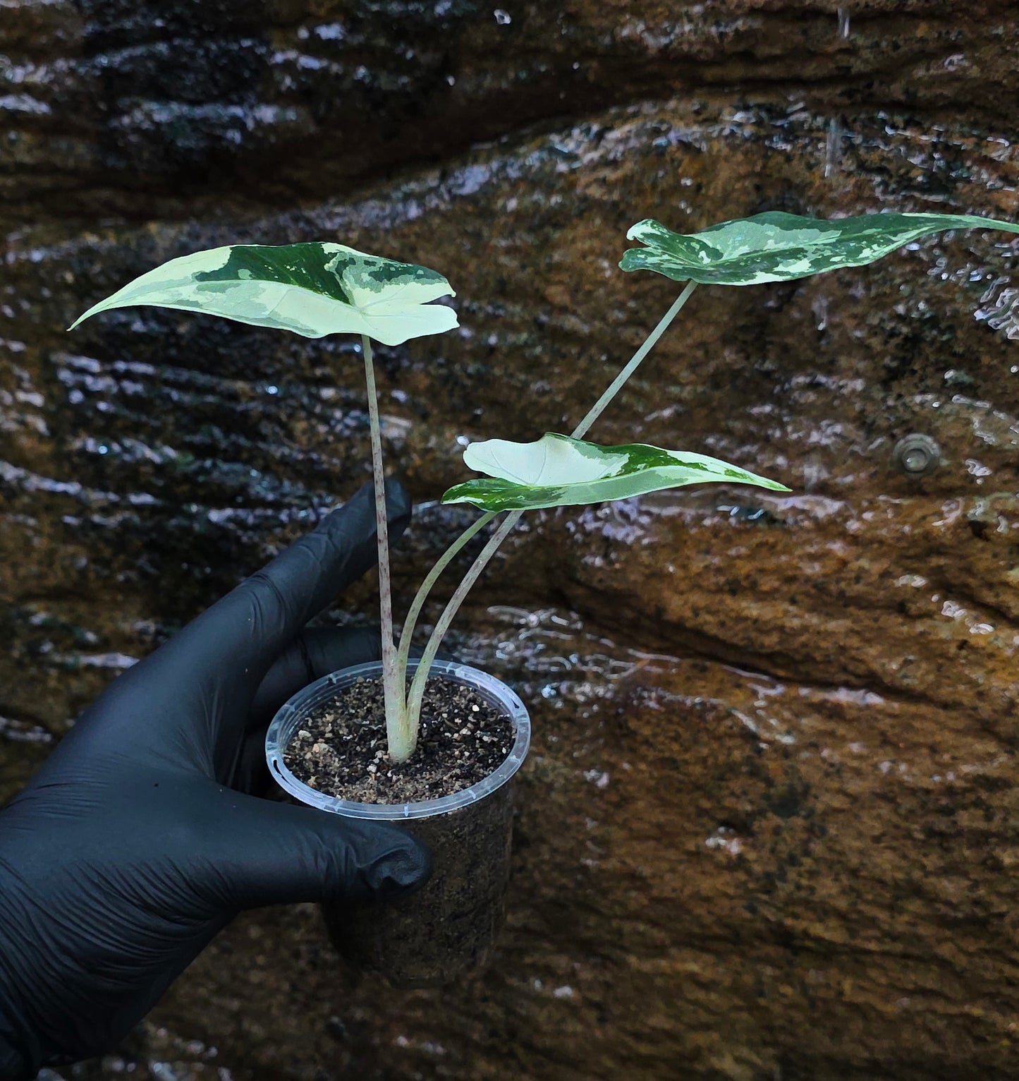 Variegated Alocasia Sarian