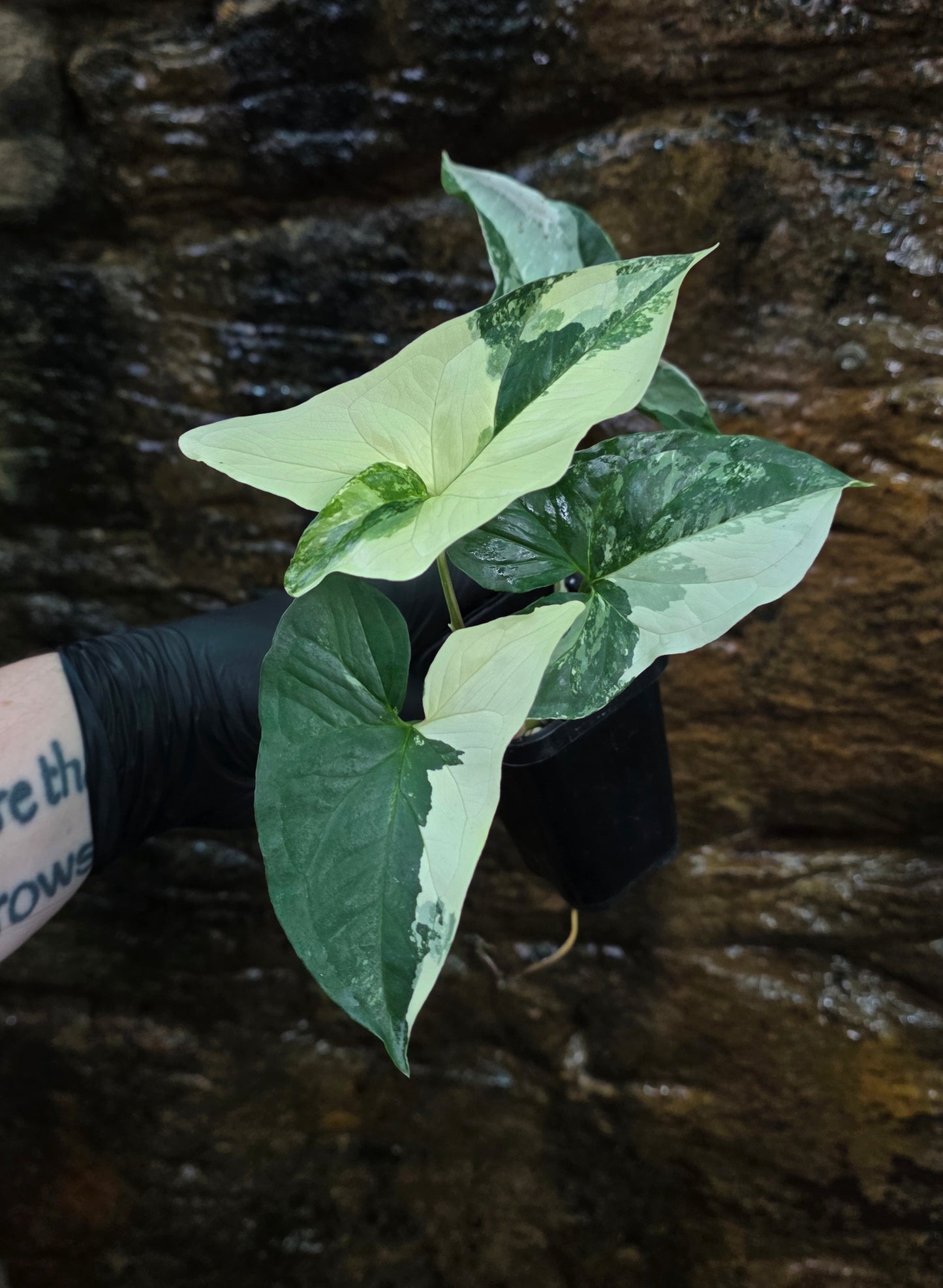 Syngonium Fantasy