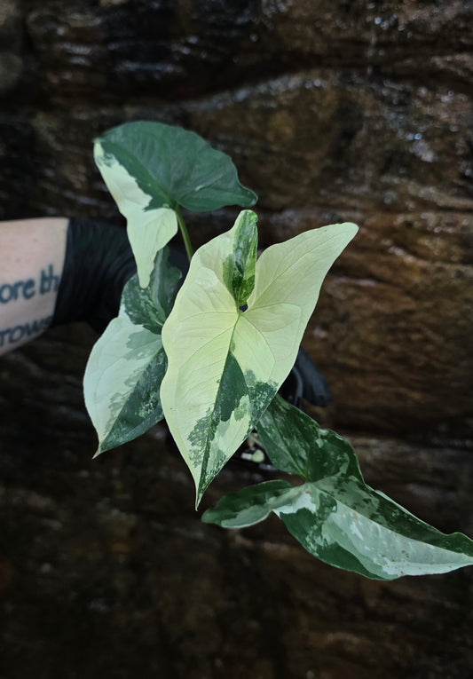 Syngonium Fantasy