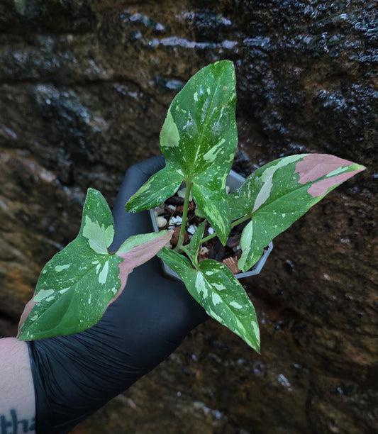 Syngonium Red spot tricolour