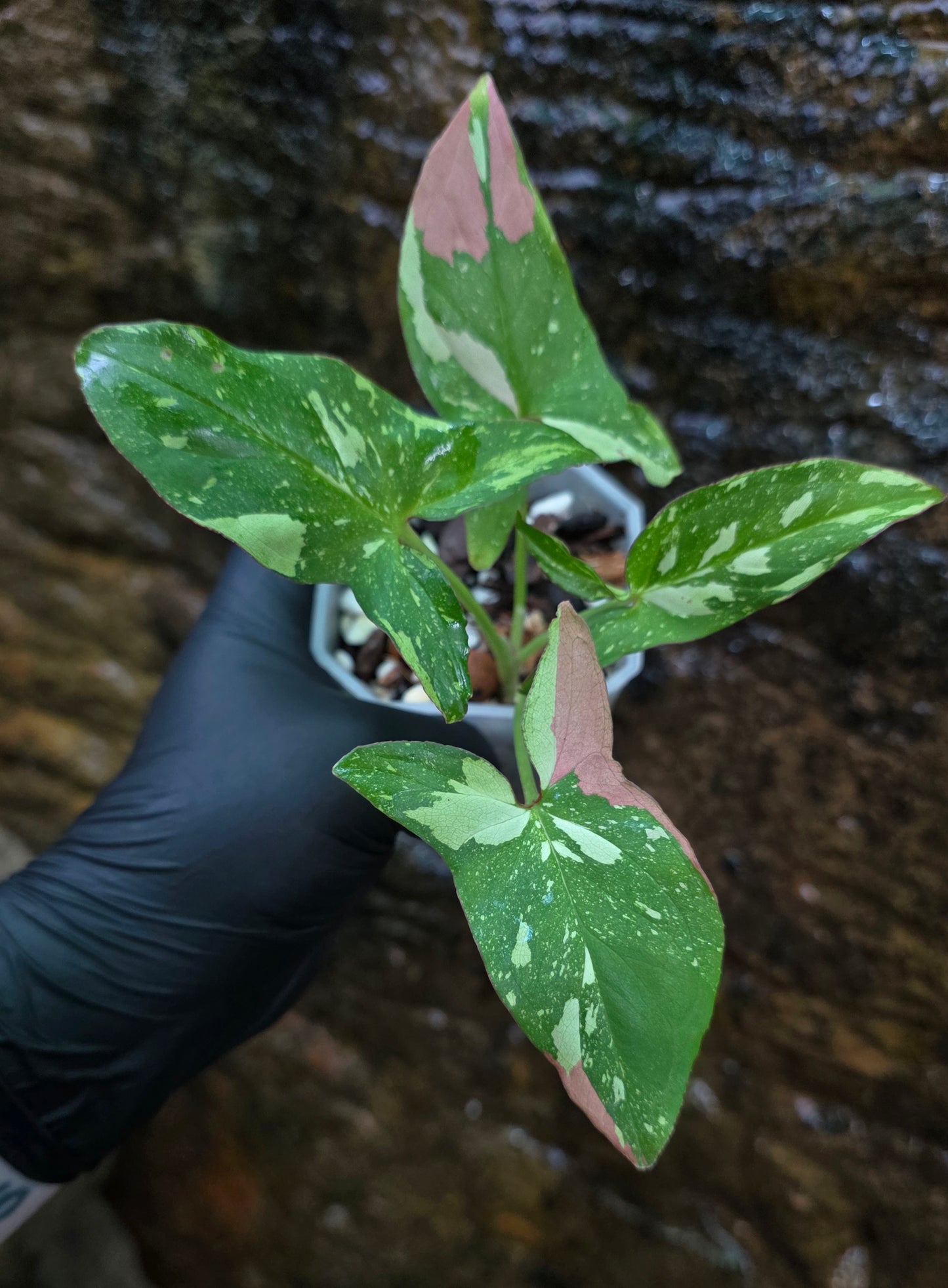 Syngonium Red spot tricolour