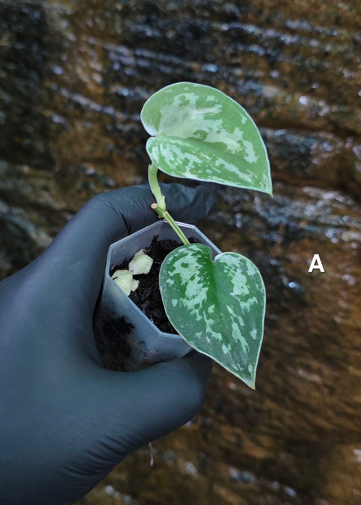 Variegated Scindapsus Mayari