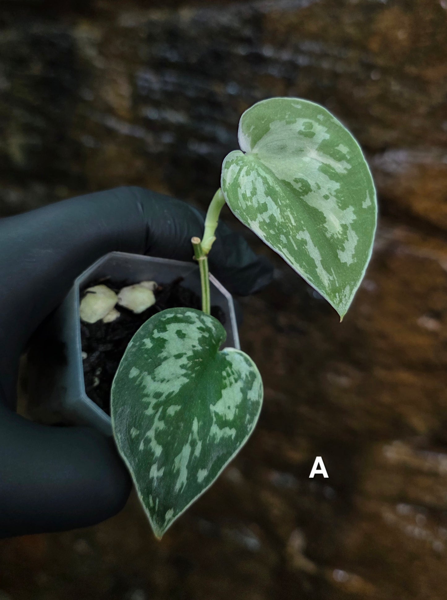 Variegated Scindapsus Mayari